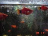 Orange adult platy and fry